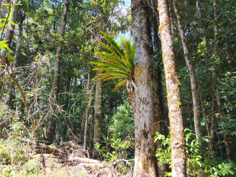 Lot 73 Gambubal Road, Mount Colliery QLD 4370