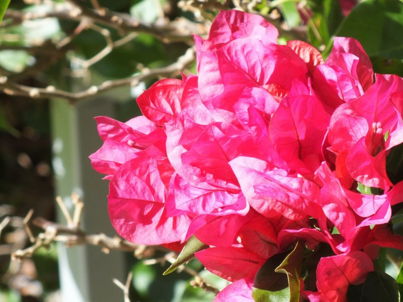 187 Pratten Street, Warwick QLD 4370