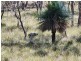 Lot 1 Stanthorpe Inglewood Road, Stanthorpe QLD 4380