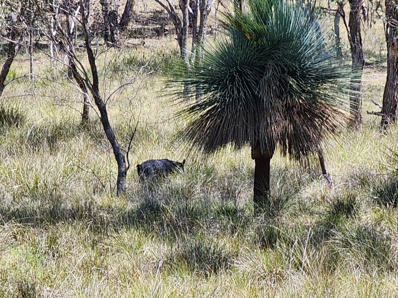 Lot 1 Stanthorpe Inglewood Road, Stanthorpe QLD 4380