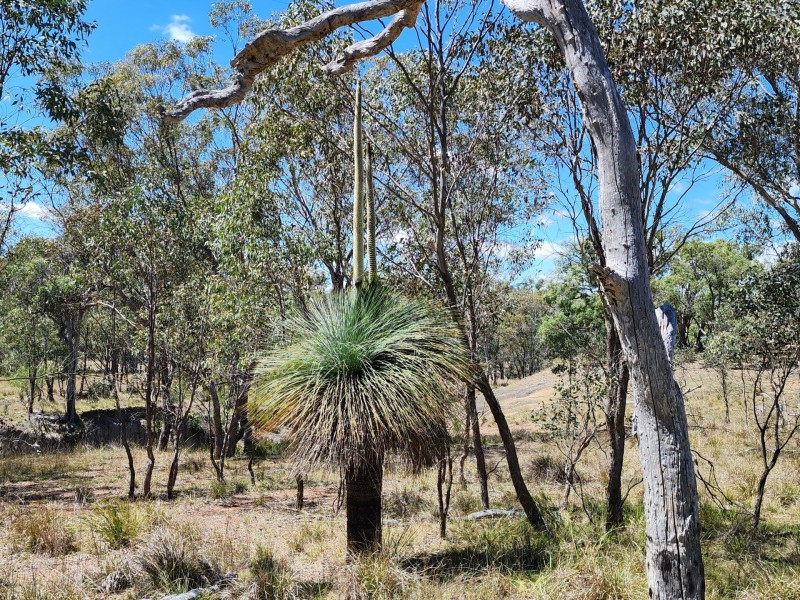 Lot 1 Stanthorpe Inglewood Road, Stanthorpe QLD 4380