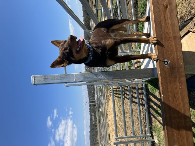 547 Glen Road, Rosenthal Heights QLD 4370