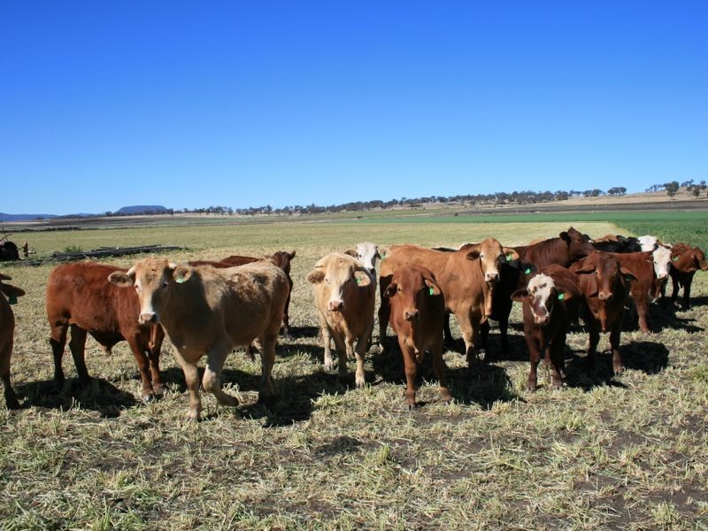 Warwick QLD 4370