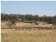 Pinegrove Mt Lindsay Highway, Wylie Creek NSW 2372