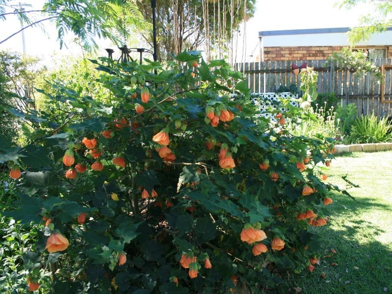 125 Grafton Street, Warwick QLD 4370