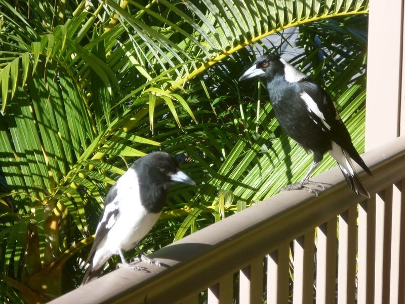 6 Hopman Court, Oxenford QLD 4210