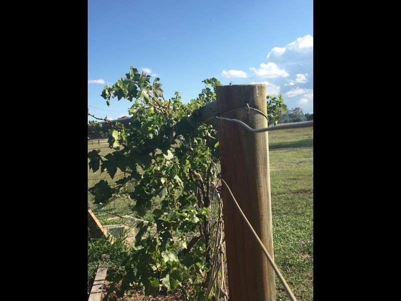 238 Karle Road, Clintonvale QLD 4370