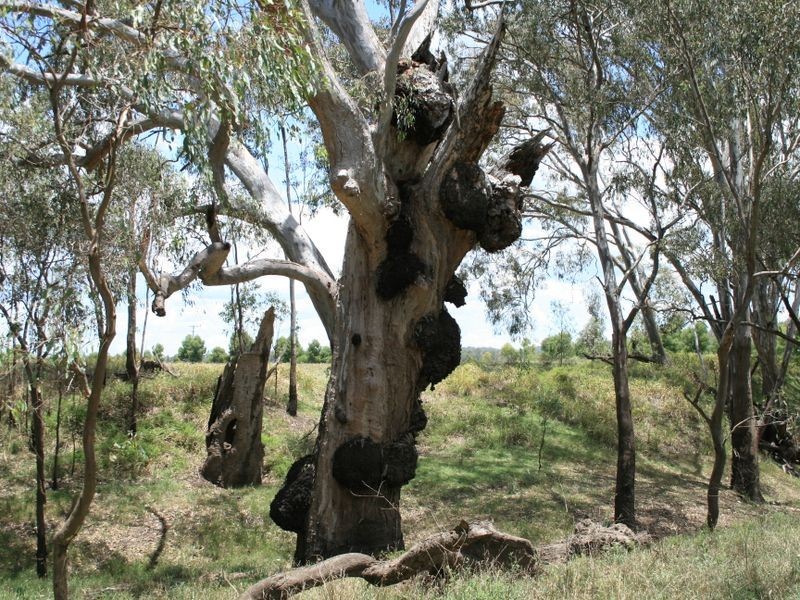 Lot 1 Condamine River Road, Pratten QLD 4370