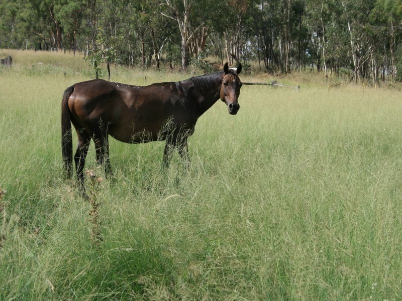 L 4 Mullins Road, Warwick QLD 4370