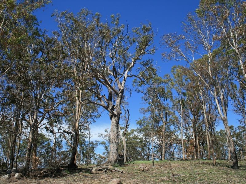 Blue Pines Mt Lindsay Road Cullendore, Liston NSW 2372