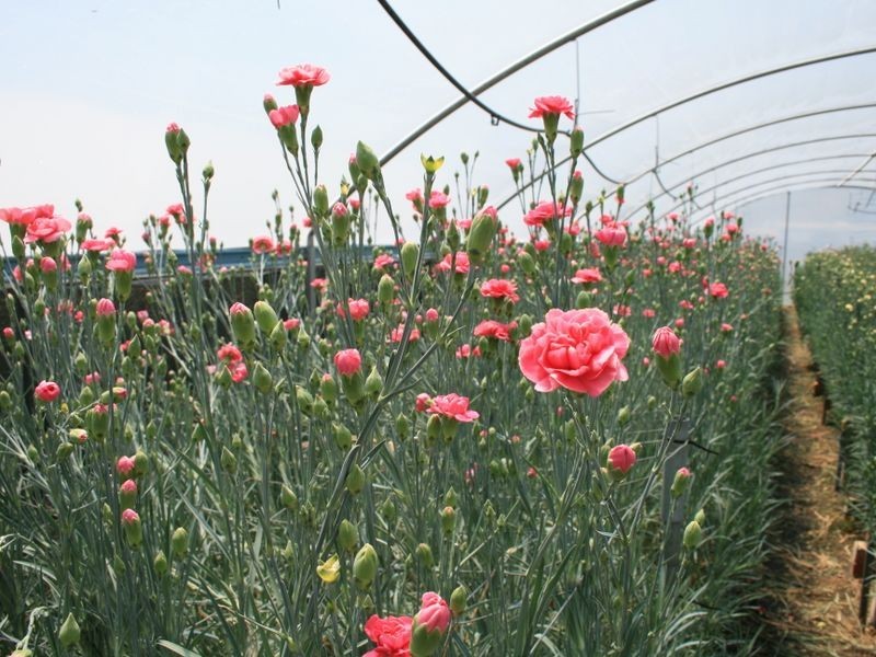 18 Old Emuvale Road, Yangan QLD 4371