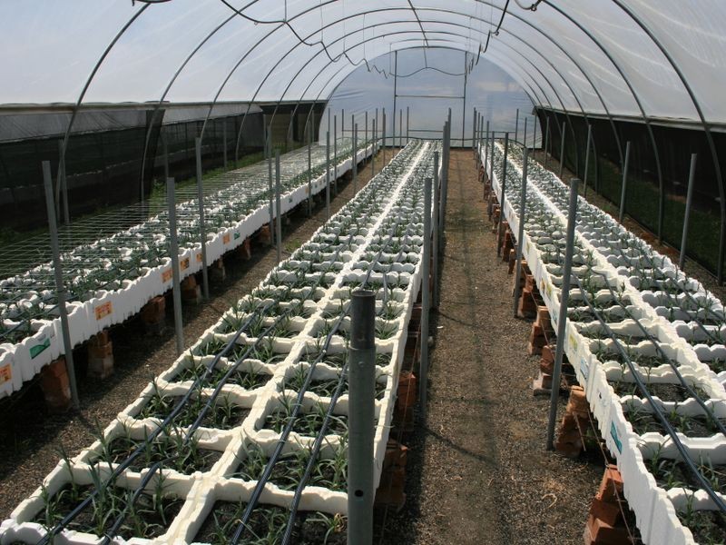 18 Old Emuvale Road, Yangan QLD 4371