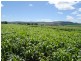 Wahroonga Forest Plain Road, Allora QLD 4362