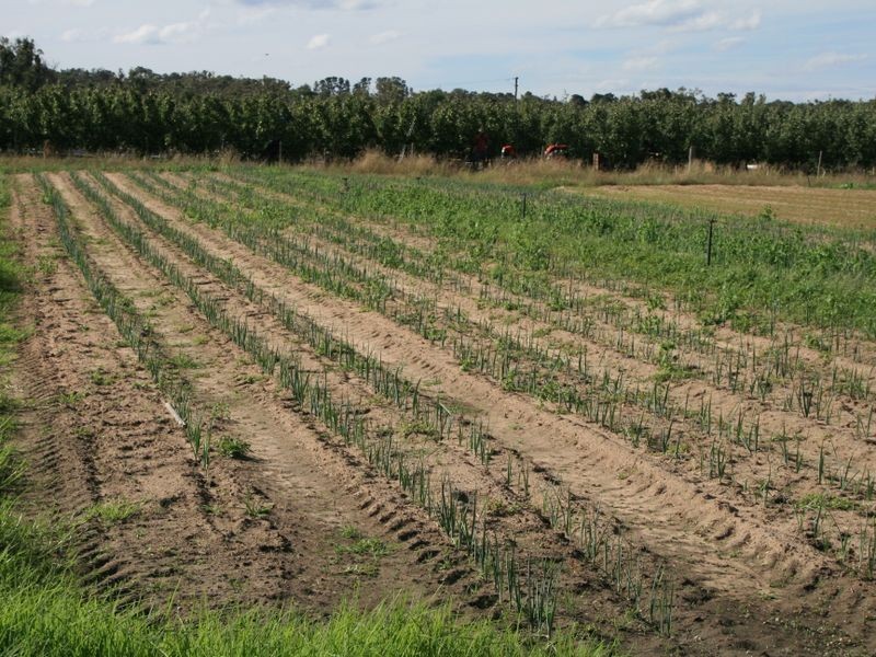 25555 New England Highway, Applethorpe QLD 4378