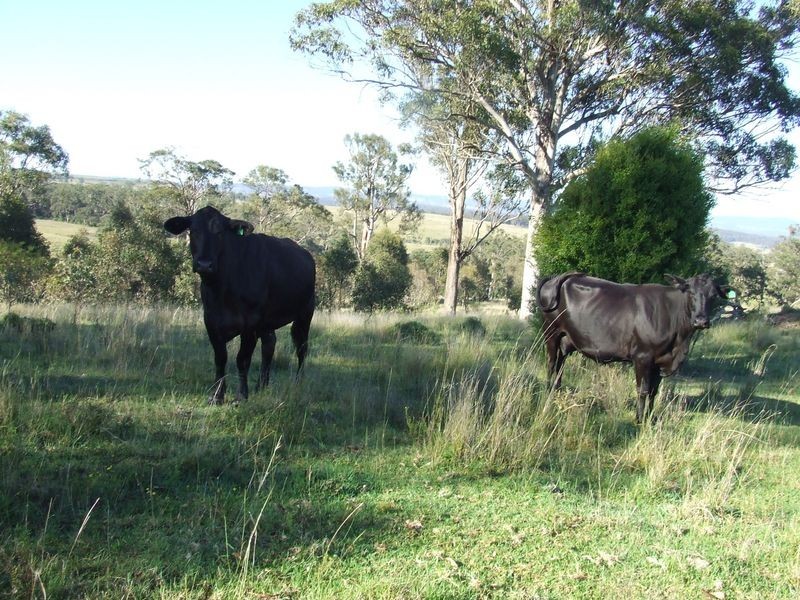 Lot 58 Killarney-Barlows Gate Road Elbow Valley, Killarney QLD 4373