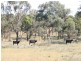 Lot 230 Mt Janet Road Dalveen via, Warwick QLD 4370