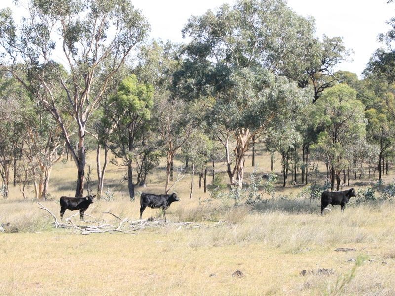 Lot 230 Mt Janet Road Dalveen via, Warwick QLD 4370