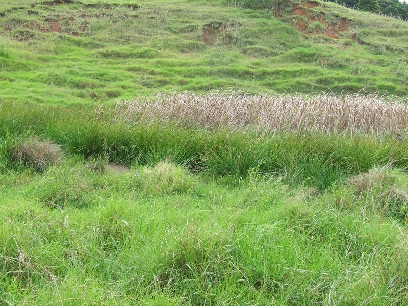 Proposed l Spring Creek Road The Head via, Killarney QLD 4373