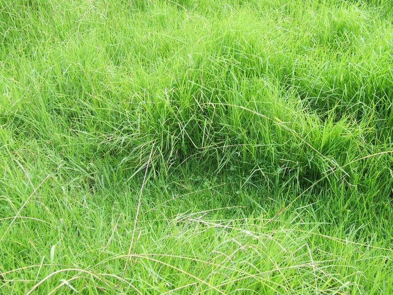 Proposed l Spring Creek Road The Head via, Killarney QLD 4373