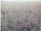 Lot 87 Barron Street, Allora QLD 4362