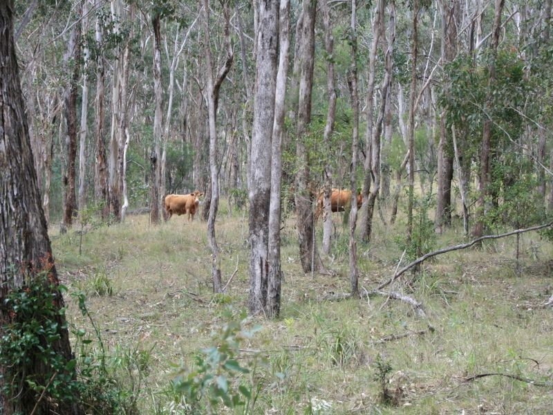 Lot 60 Bakers Road, Clintonvale QLD 4370