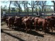 L 1 & 2 Tomlinsons Road, Inglewood QLD 4387