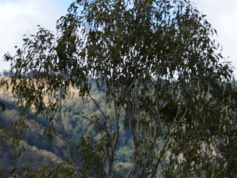 Lot 165 Condamine River Road, Killarney QLD 4373