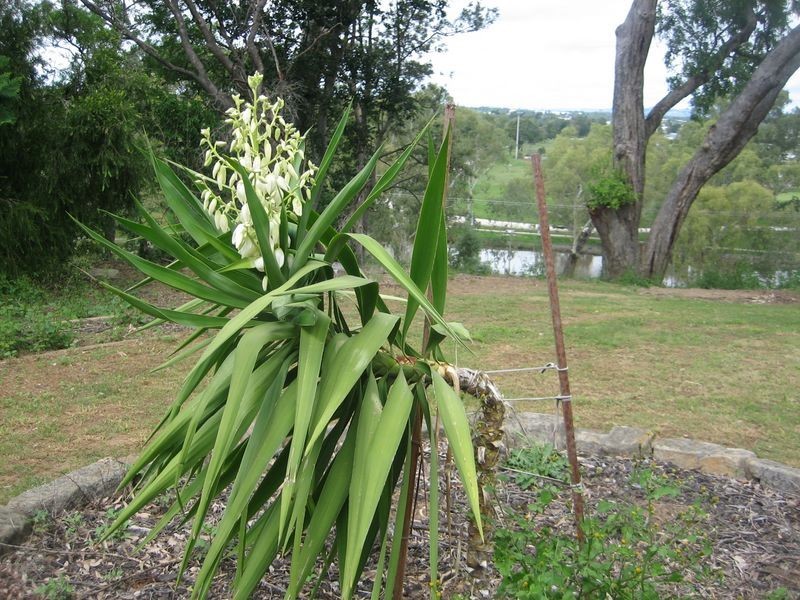 50 Horseman Road, Warwick QLD 4370