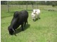 Warwick QLD 4370