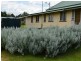 1115 Yangan Road, Swan Creek QLD 4370