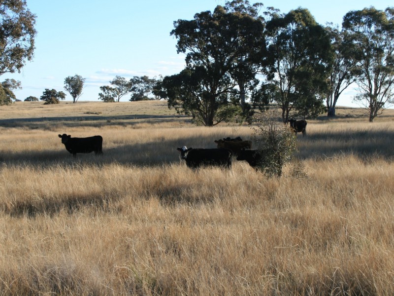Lot 237 Loloma Road, Warwick QLD 4370