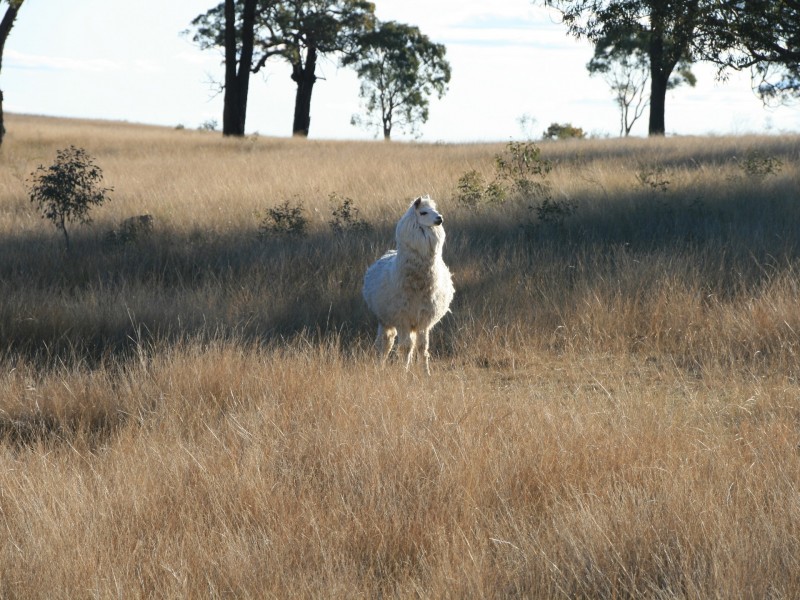 Lot 237 Loloma Road, Warwick QLD 4370