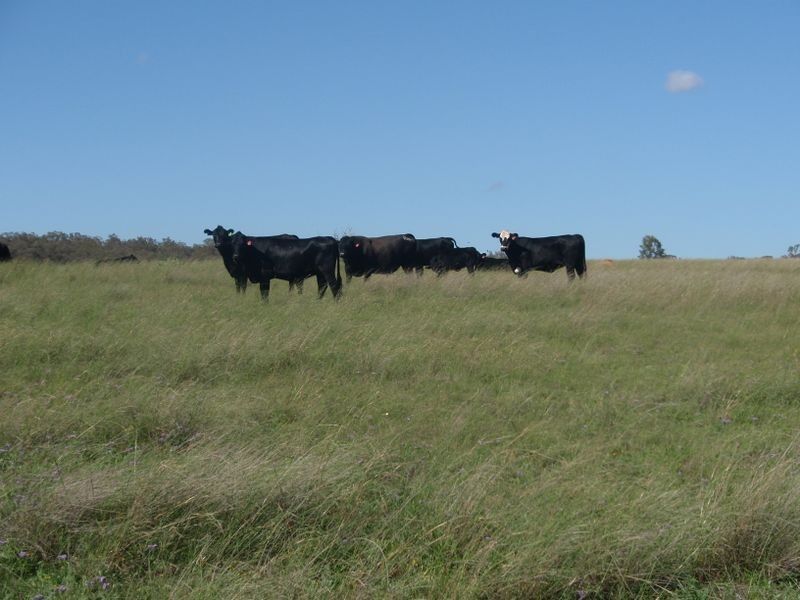 Warwick QLD 4370