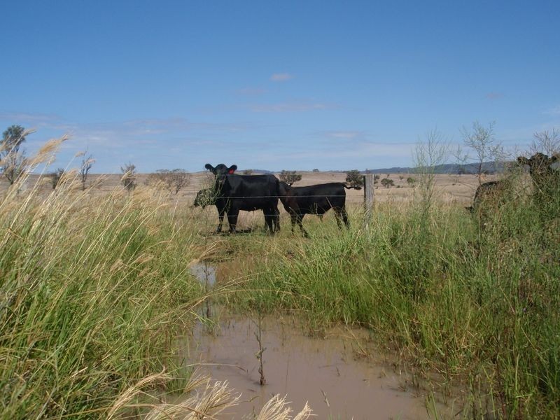 Warwick QLD 4370