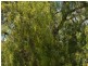 Lot 1 Winterflood Road, Killarney QLD 4373