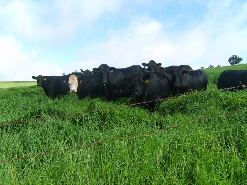 72 Goulds Falls Road, Killarney QLD 4373