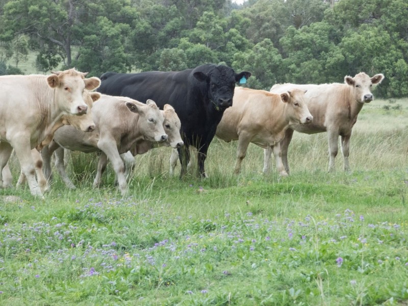 Lot 35 Springdale Road, Stanthorpe QLD 4380