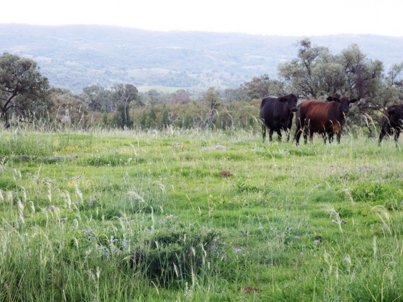 Lot 35 Springdale Road, Stanthorpe QLD 4380