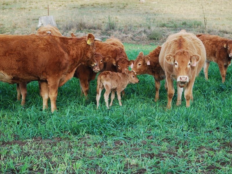 208 Markeys Lane, Yangan QLD 4371