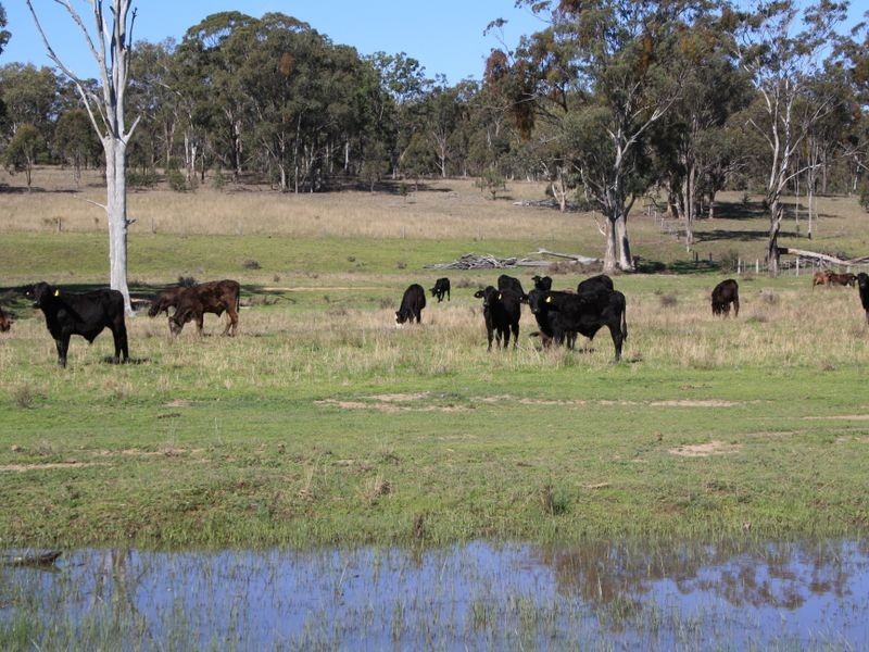 Warwick QLD 4370