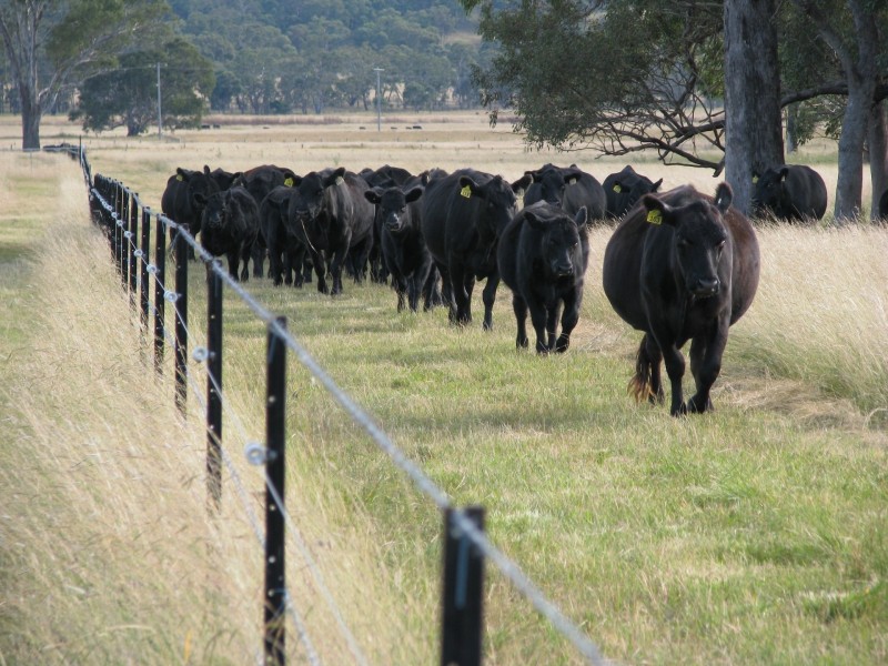 Lot 11 Montrose Lane, Greymare QLD 4370