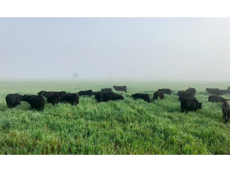 Lot 11 Montrose Lane, Greymare QLD 4370