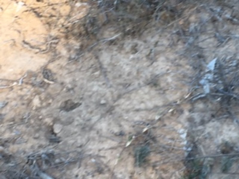 1467 Wickham Road, Thanes Creek QLD 4370