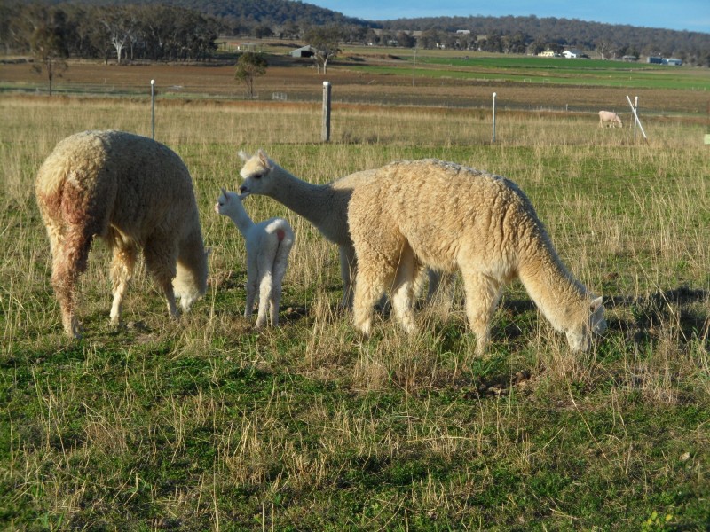 270 Black Soil Lane, Warwick QLD 4370