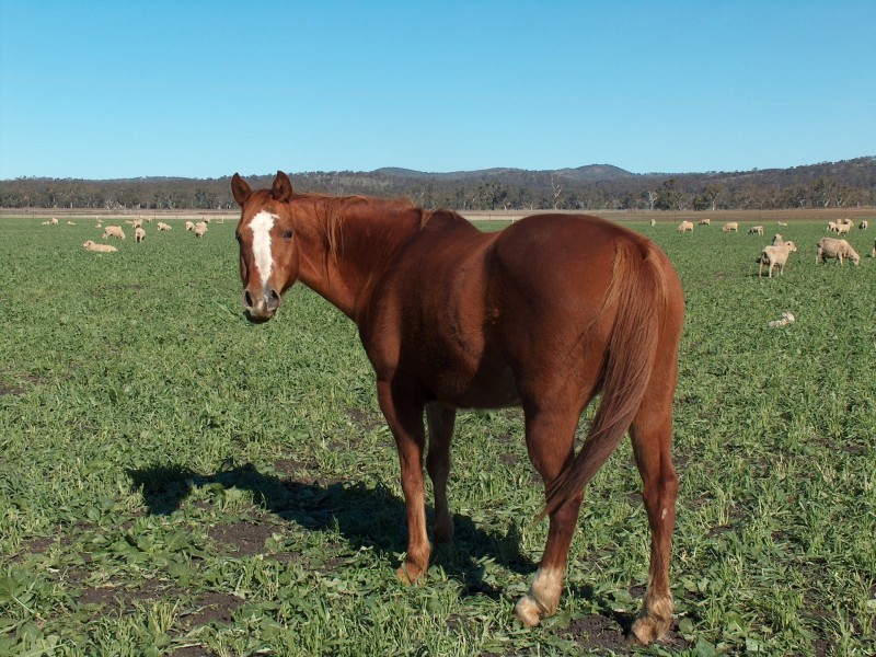 270 Black Soil Lane, Warwick QLD 4370