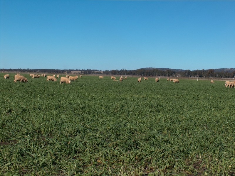 270 Black Soil Lane, Warwick QLD 4370