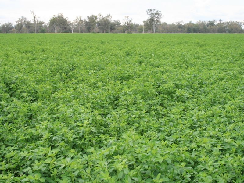 Lot 30 Tobacco Road, Inglewood QLD 4387