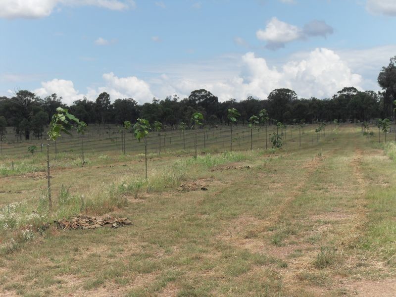 167 Rodgers Creek Road, Cunningham QLD 4370