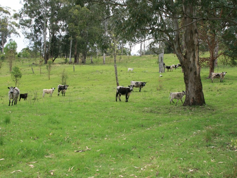 10654 Mount Lindesay Road, Koreelah NSW 2476