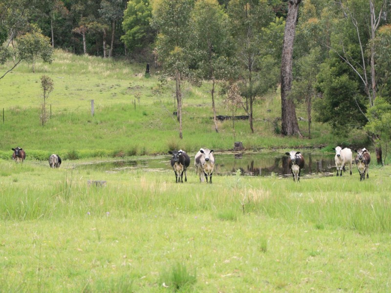 10654 Mount Lindesay Road, Koreelah NSW 2476